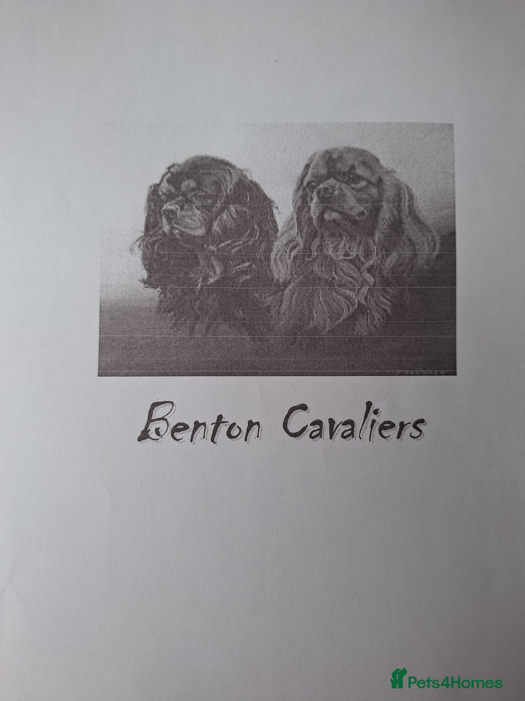 Cavalier King Charles Spaniel dogs for sale:  KC, Health Tested, ready to leave now  - Advert 21