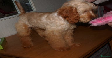 Cockapoo dogs - Advert 15