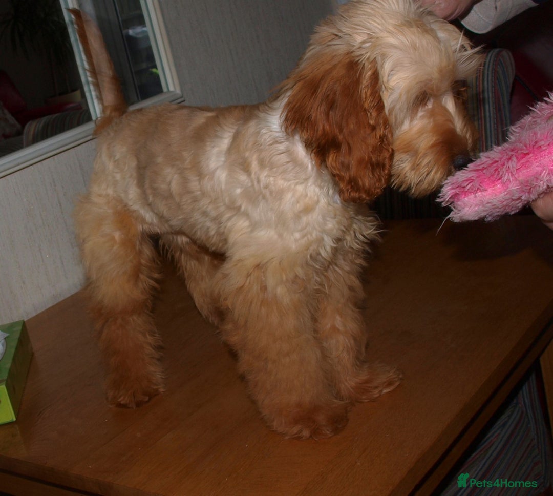 Cockapoo dogs for sale: Cockerpoo Puppy 5mths old - Image 5