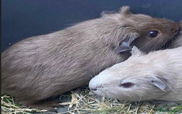 Guinea Pig rodents for sale: Female guinea pig for sale  - Image 1