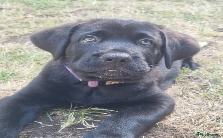 Mixed Breed dogs - Advert 7