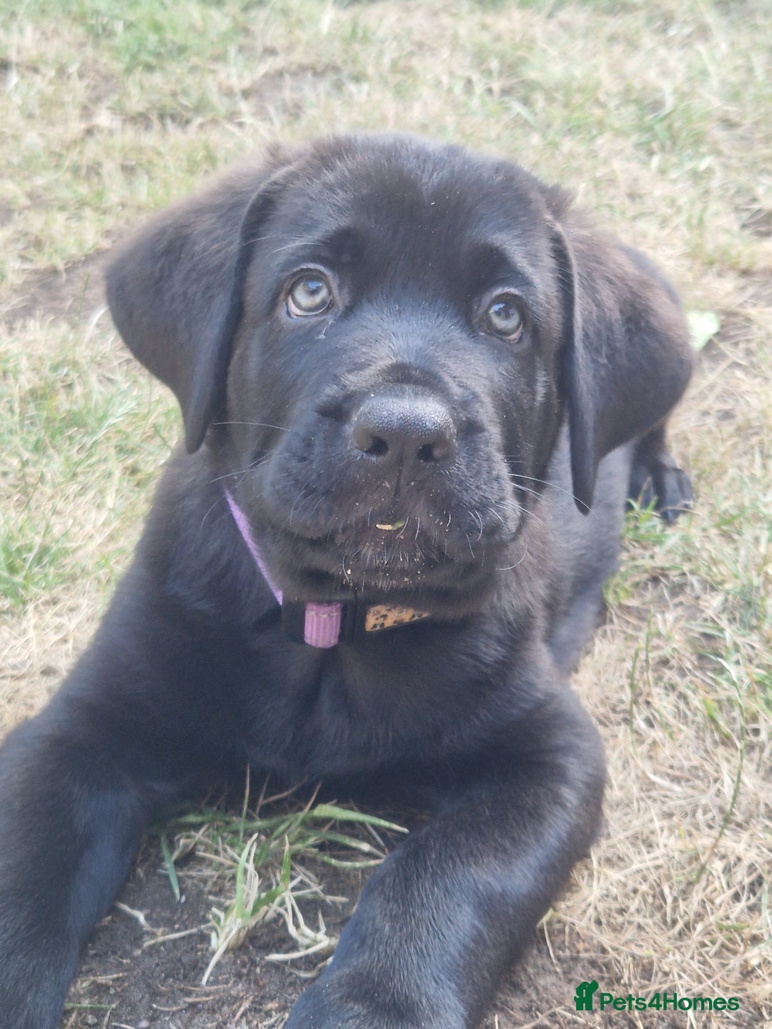 Mixed Breed dogs for sale: German shepherd cross neapolitan mastiff male - Image 1