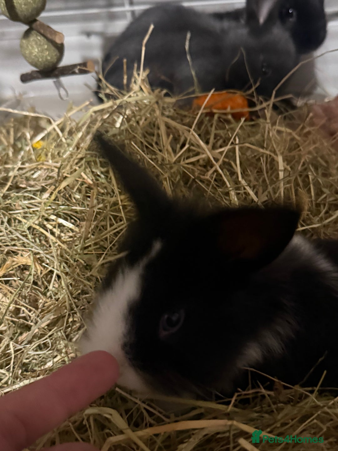 Mini Lion Lop rabbits for sale: lionlop baby bunny’s  - Image 20