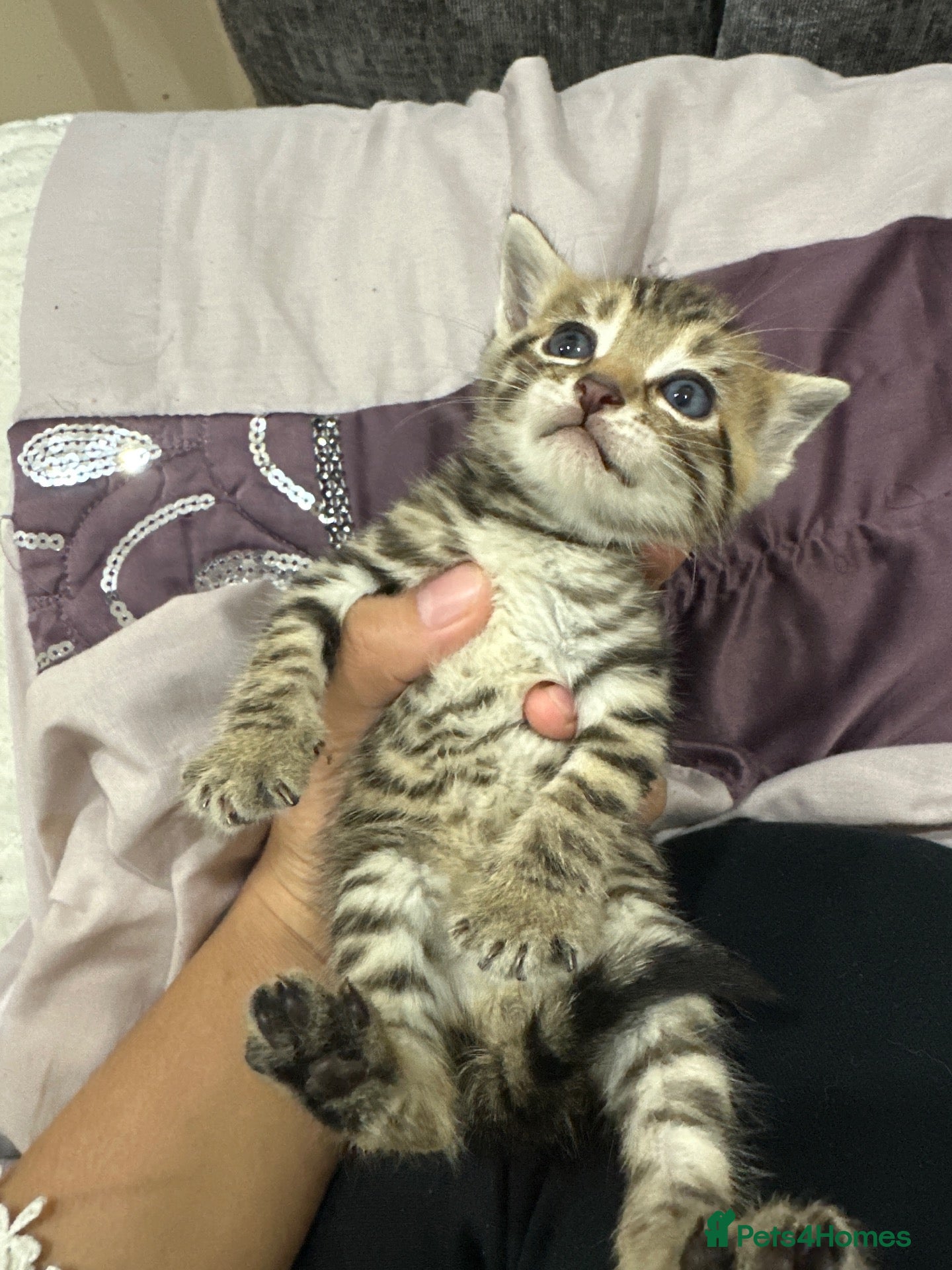 British Shorthair cats  dark blue eyes British Shorthair Male Kitten - Advert 2