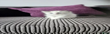 Ragdoll Kitten 1