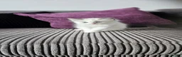 Ragdoll cats for sale: Stunning ragdoll kittens looking for new homes - Advert 7