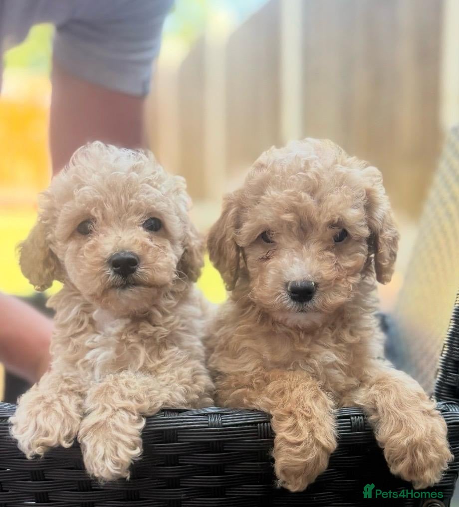 Maltipoo dogs READY TO LEAVE MINITURE MALTIPOO PUPPIES!!!  - Advert 12