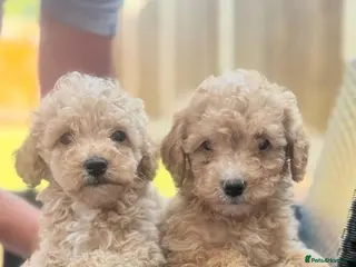 Maltipoo dogs READY TO LEAVE MINITURE MALTIPOO PUPPIES!!! - Advert 12