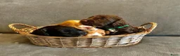 Cockapoo dogs for sale: A litter of beautiful cockapoos in Manchester - Advert 17