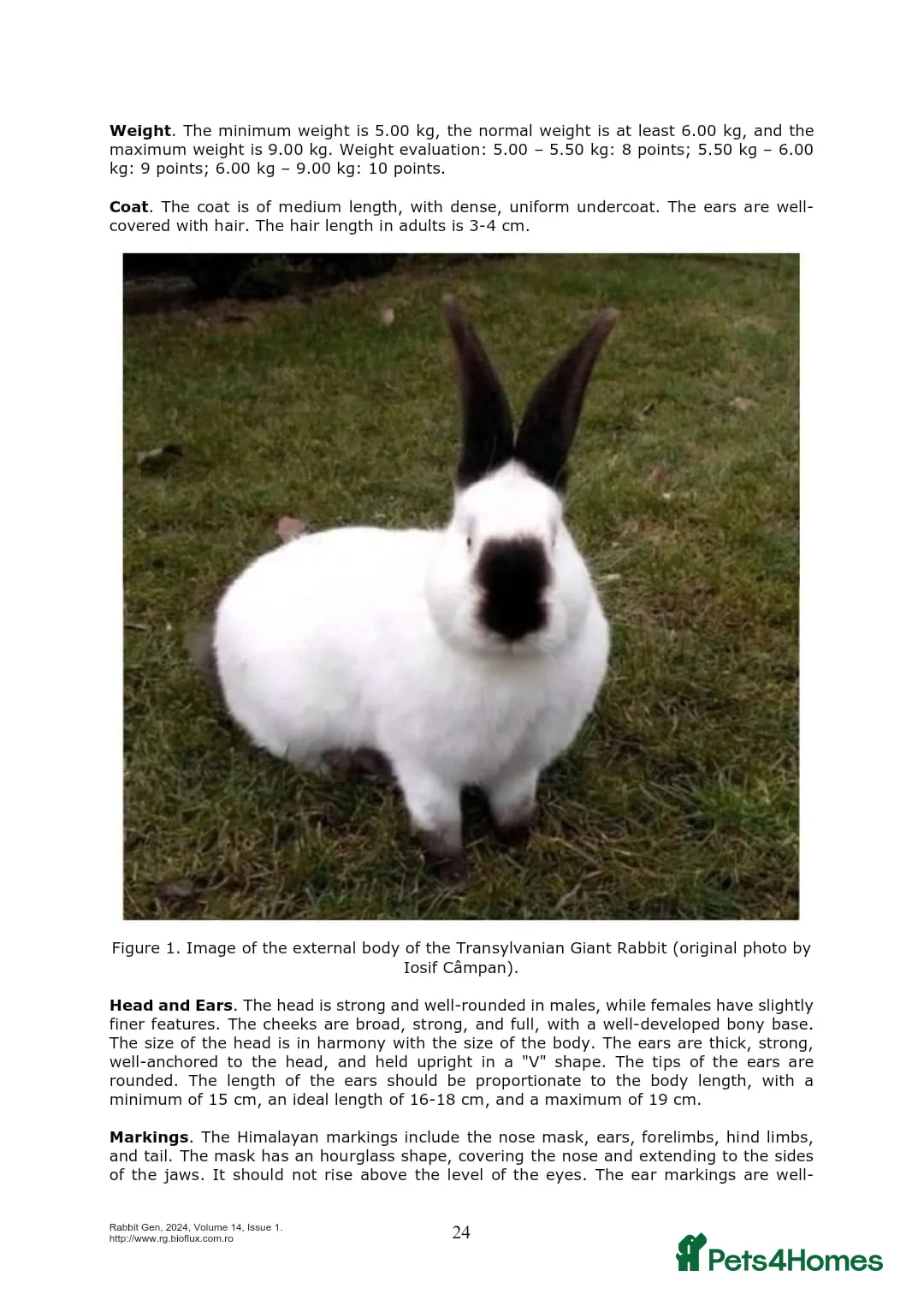 Continental Giant rabbits for sale: Transavania giants  - Advert 1