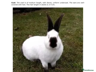 Continental Giant rabbits Transavania giants - Advert 10