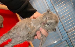 Maine Coon cats for sale: Tica maine coon kitten  - Advert 14