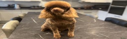 Miniature Poodle dogs for stud: Chocolate phantom miniature poodle stud - Advert 1