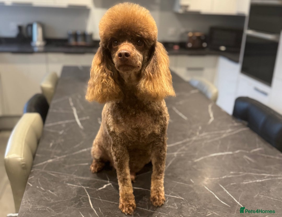 Miniature Poodle dogs for stud: Chocolate phantom miniature poodle stud - Advert 1