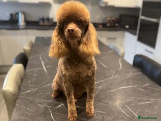 Miniature Poodle dogs Chocolate phantom miniature poodle stud - Advert 14