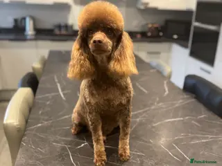 Miniature Poodle dogs Chocolate phantom miniature poodle stud - Advert 18