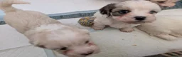 Mixed Breed dogs for sale: Adorable little bundles of joy!!  in Margate - Advert 16