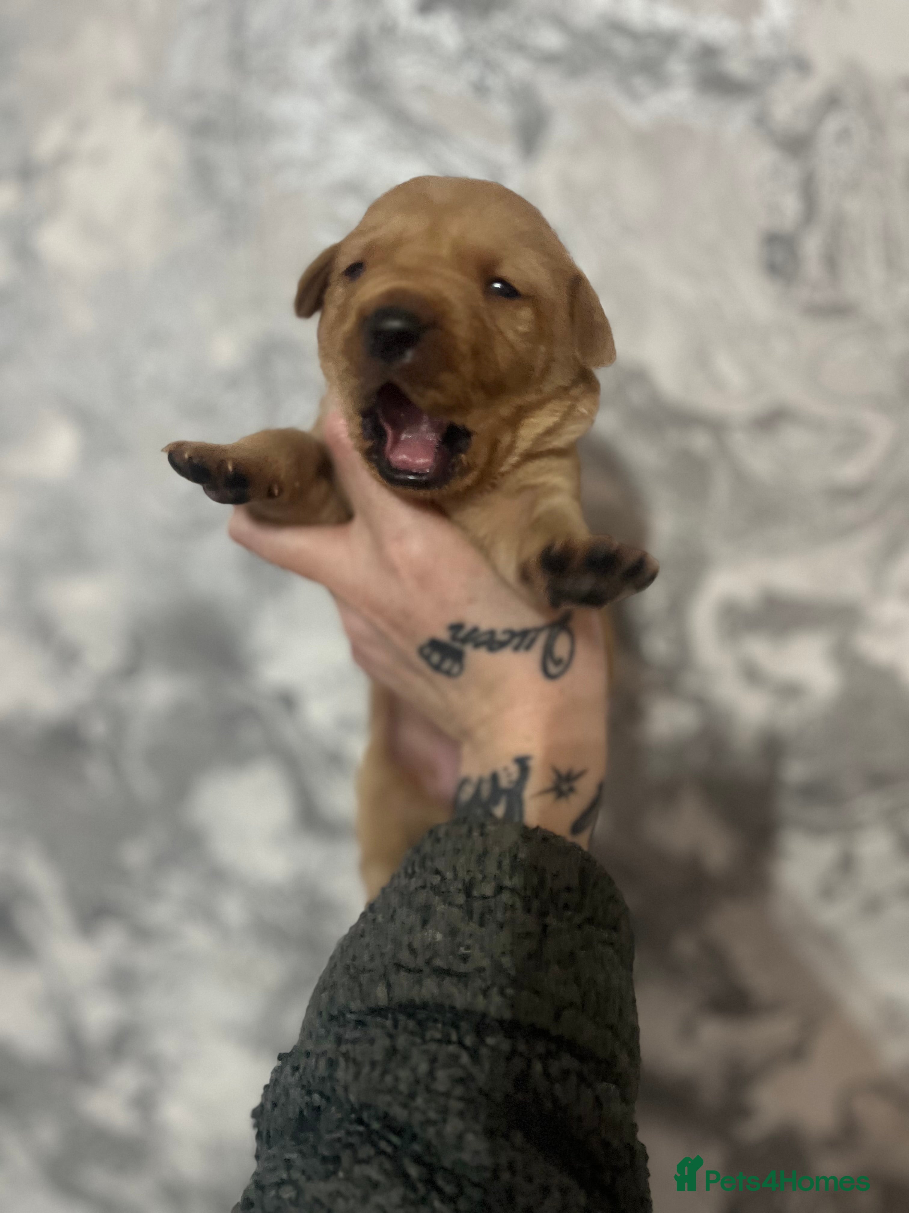 Labrador Retriever dogs Labrador puppy’s pups pup puppies puppy  - Advert 12