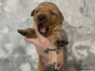 Labrador Retriever dogs Labrador puppy’s pups pup puppies puppy - Advert 12