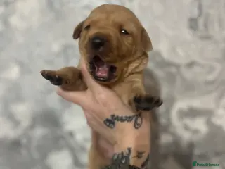 Labrador Retriever dogs Labrador puppy’s pups pup puppies puppy - Advert 16