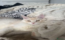 Maine Coon cats for sale: 2 Mainecoon boys - Advert 6