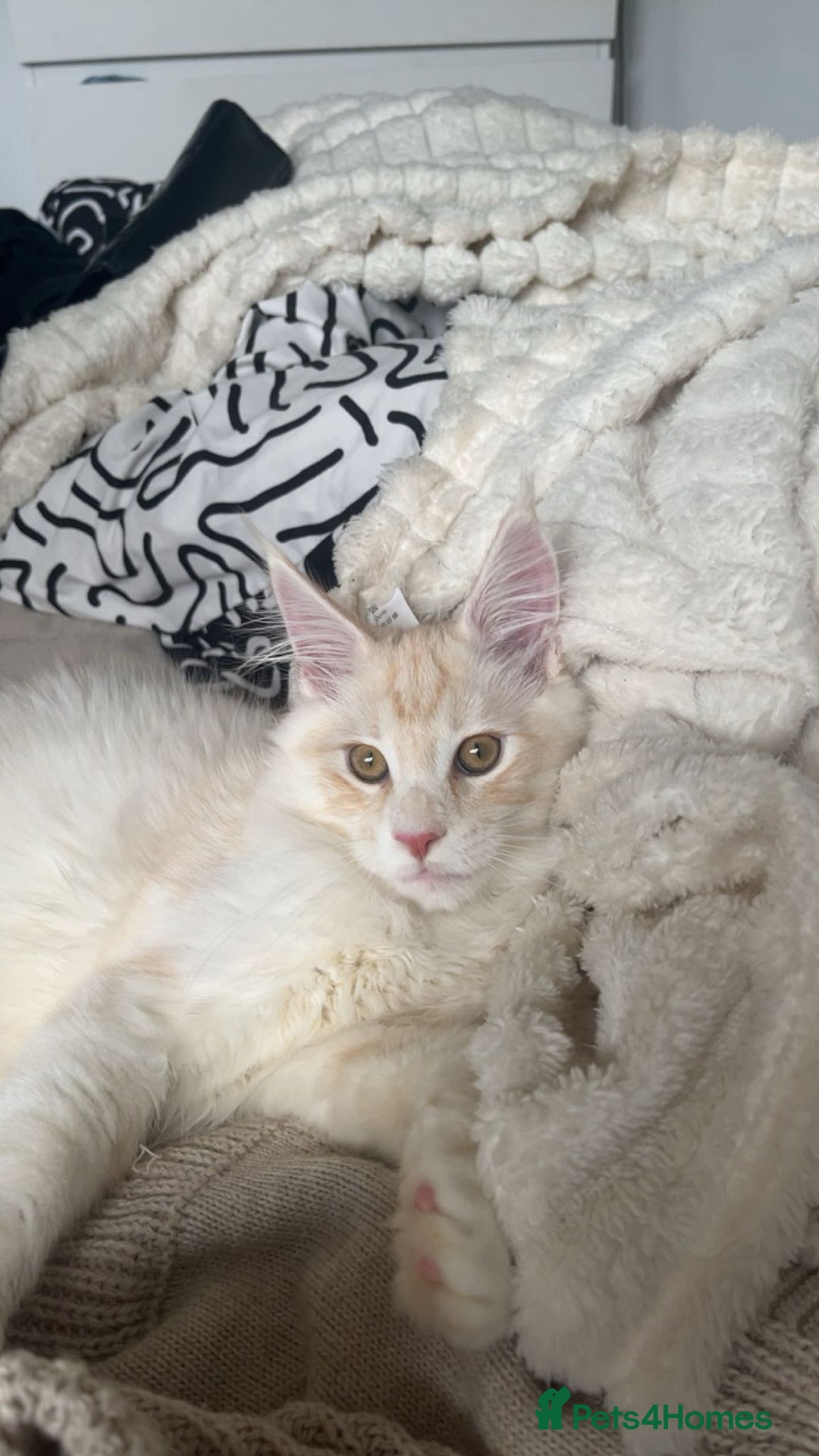 Maine Coon cats for sale: 2 Mainecoon boys - Advert 6