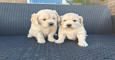 Mixed Breed dogs - Advert 10