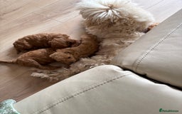 Miniature Poodle dogs for sale: Omg these Beautiful Litter Red Miniature Poodles  - Image 12