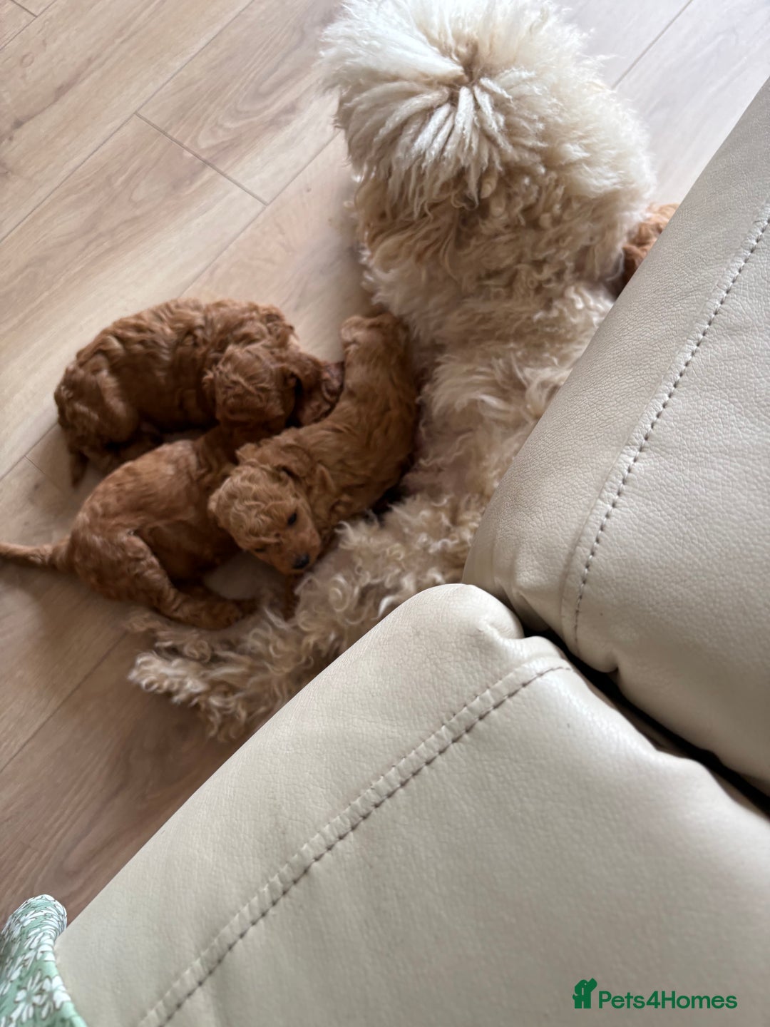 Miniature Poodle dogs for sale: Omg these Beautiful Litter Red Miniature Poodles  - Image 12