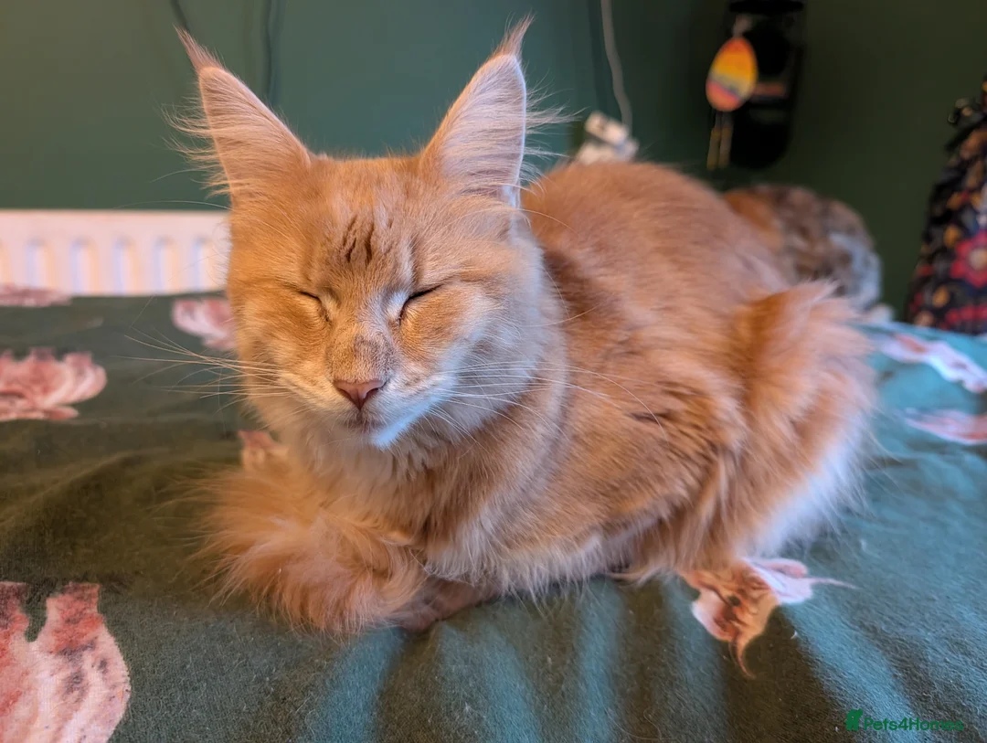 Maine Coon cats for sale: Fawn Maine Coon Girl - Advert 2