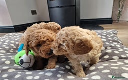 Miniature Poodle dogs for sale: Outstanding Show Quality MInature Poodles - Image 9