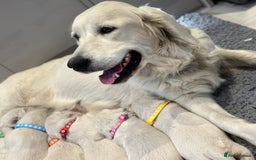 Golden Retriever dogs for sale: Cream Golden Retriever Puppies  - Image 6