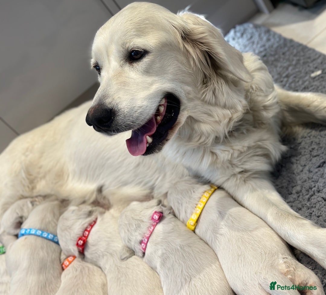 Golden Retriever dogs for sale: Cream Golden Retriever Puppies  - Image 6