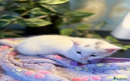 Khao Manee cats for sale: 6 kittens. 2 male and 4 female  - Image 7