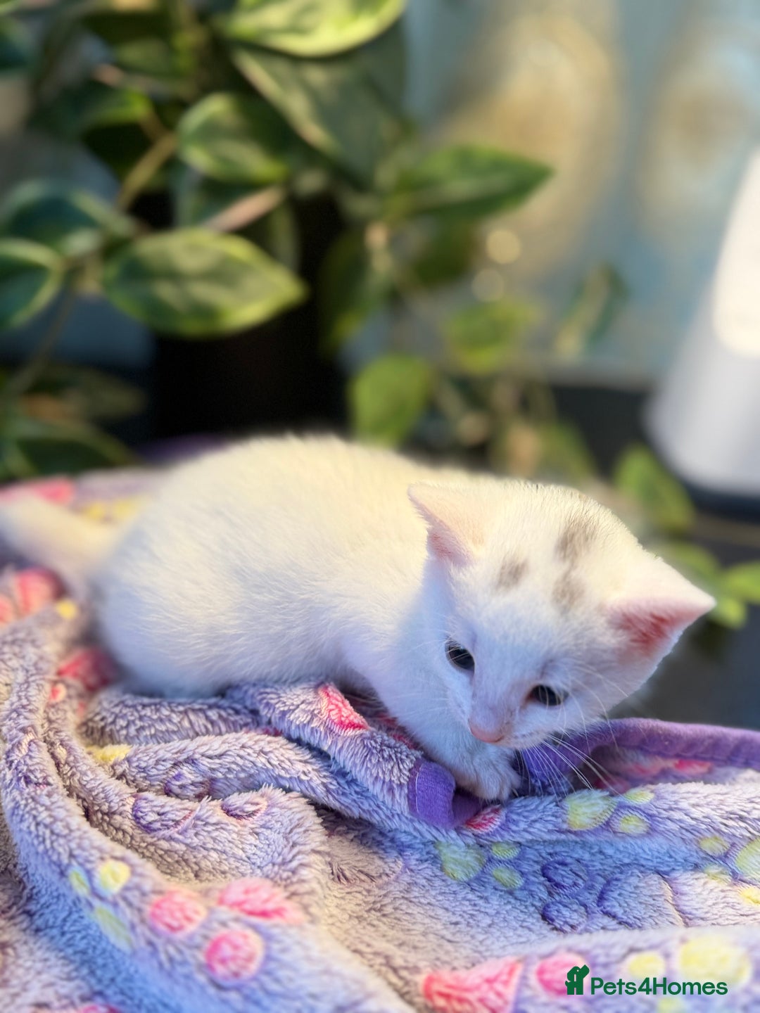 Khao Manee cats for sale: 6 kittens. 2 male and 4 female  - Image 7