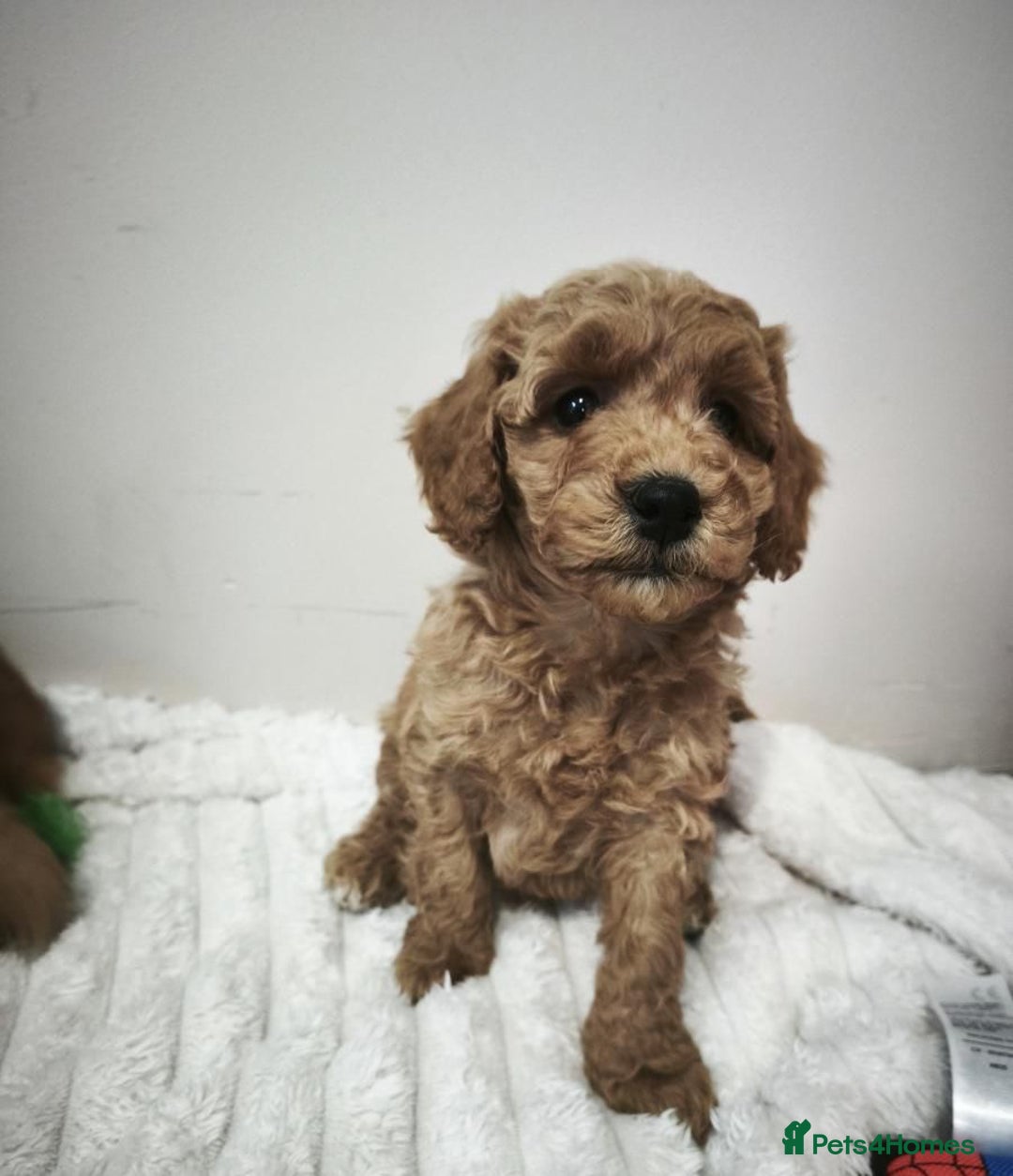 Cavapoo dogs for sale: Beautiful Toy Cavapoo Puppies £1395 - Advert 8