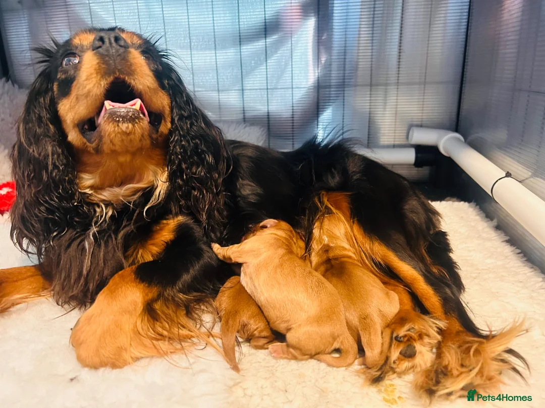Cavalier King Charles Spaniel dogs for sale:  KC registered Ruby puppies - Advert 1