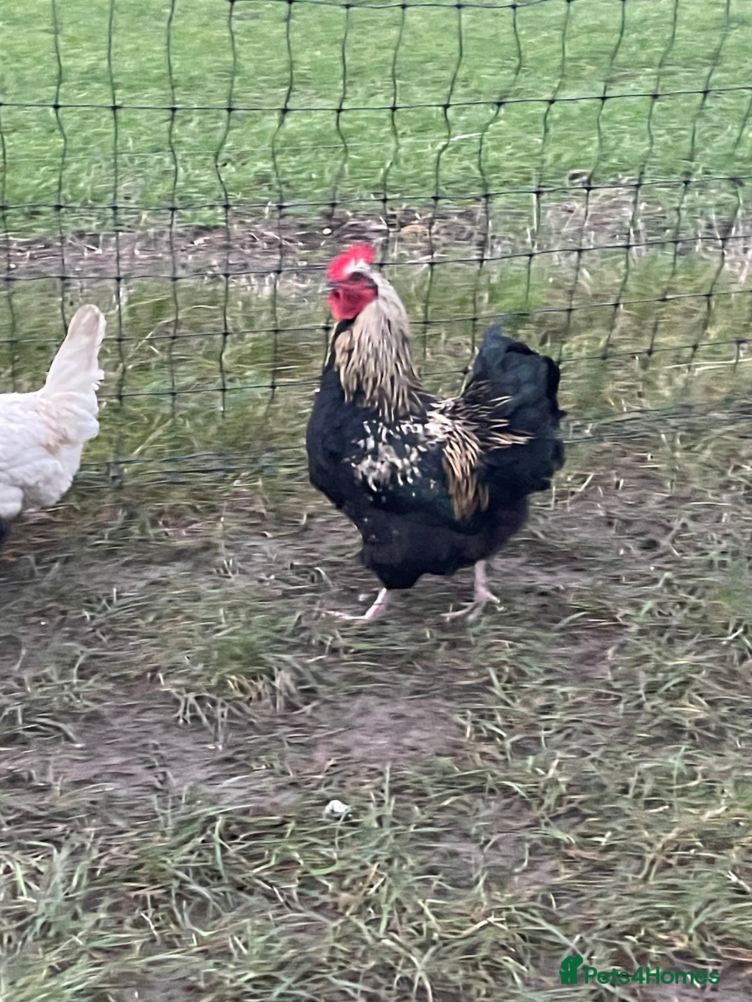 Chickens poultry for sale: Mixture of hens and cockerels - Advert 12