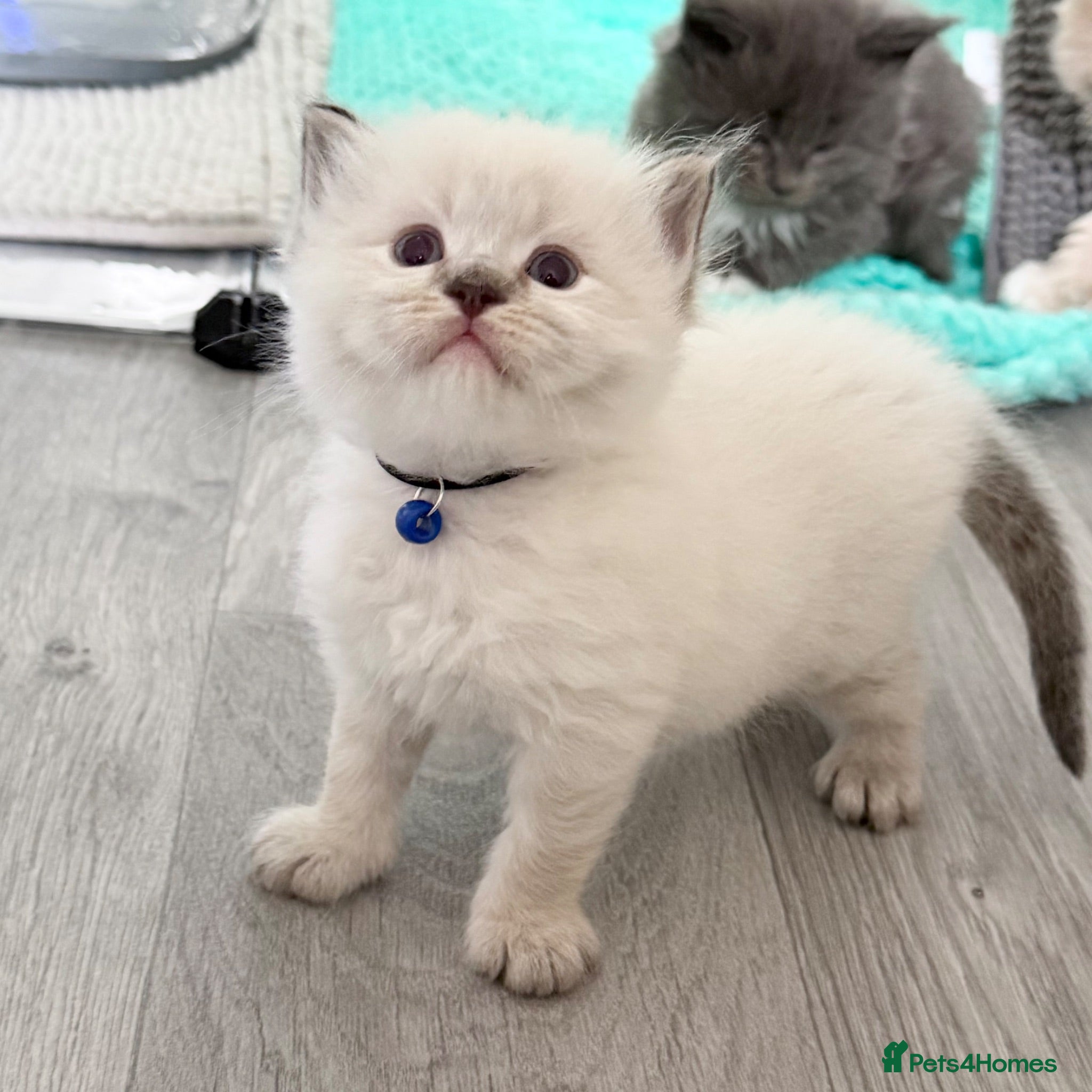 Ragdoll cats Beautiful TICA Registered Ragdoll Kittens - Advert 1