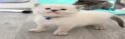 Ragdoll cats for sale: Beautiful TICA Registered Ragdoll Kittens - Advert 1