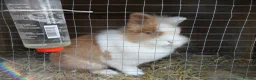 Lionhead rabbits for sale: BEAUTIFUL BABY LIONHEAD RABBITS WITH BLUE EYES in Southampton - Advert 16