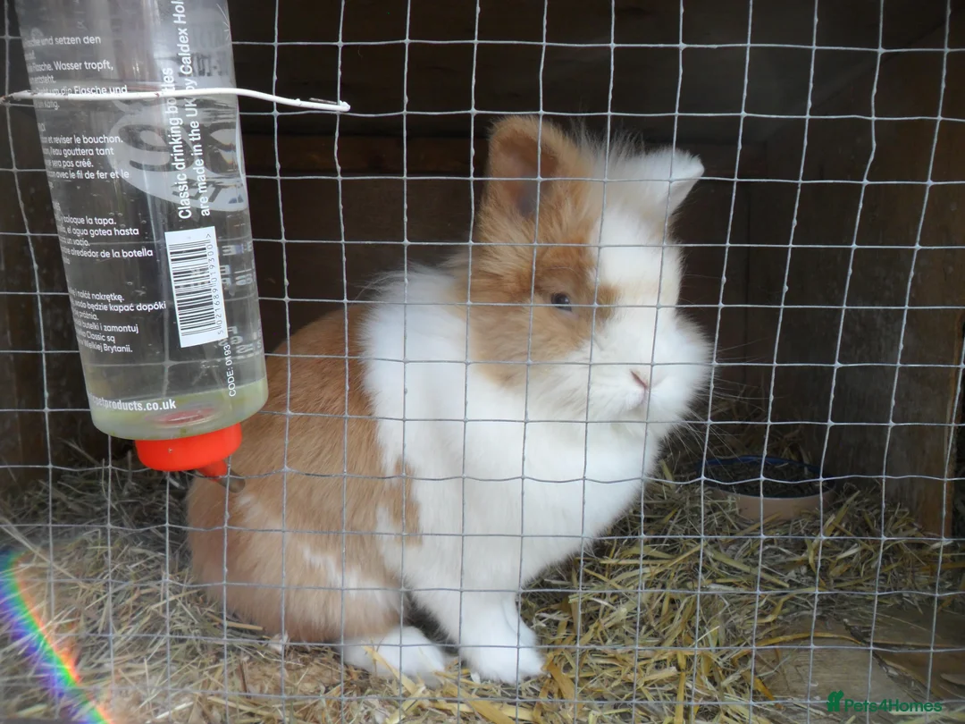 Lionhead rabbits for sale: BEAUTIFUL BABY LIONHEAD RABBITS WITH BLUE EYES in Southampton - Advert 16