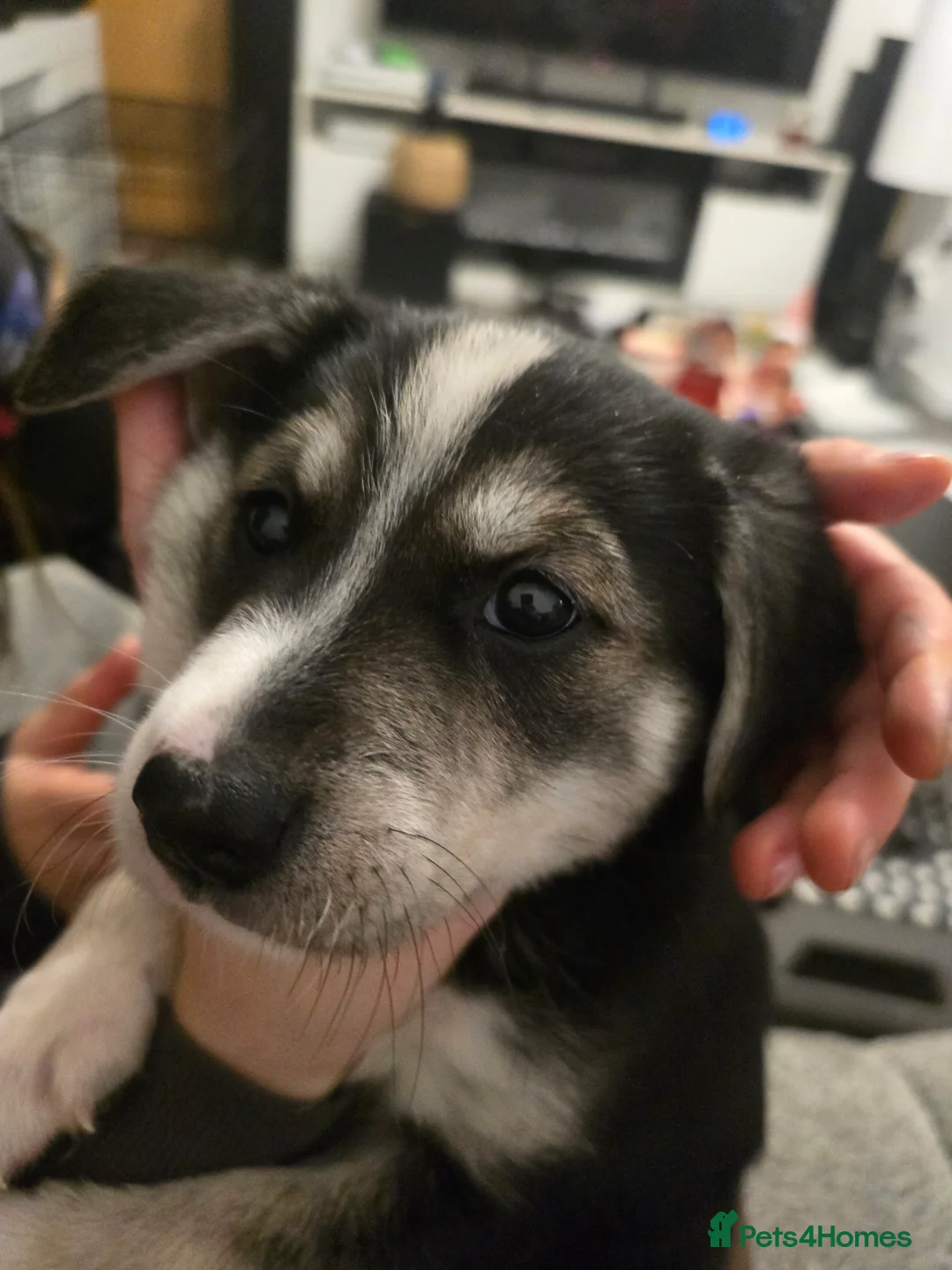 Mixed Breed dogs for sale:  Last puppy looking for his forever home ;)   - Advert 24