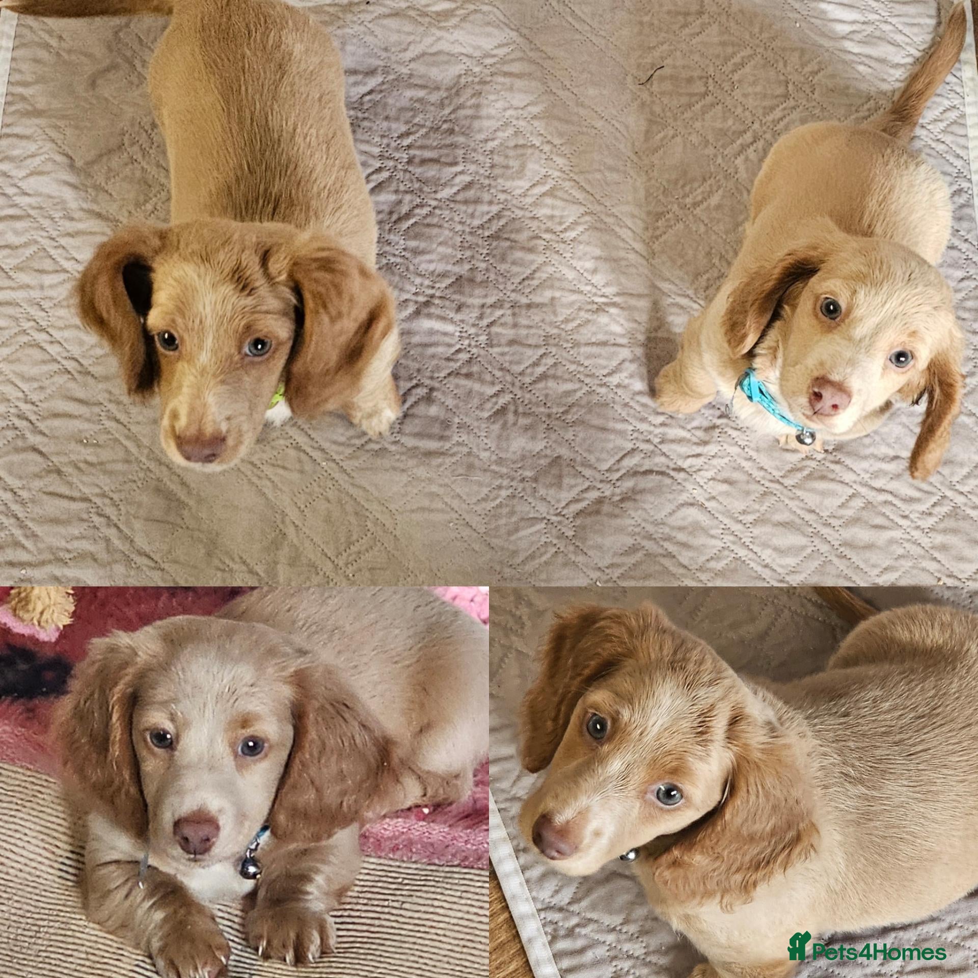 Miniature Dachshund dogs 🐾A rare pair of identical twins🐾 - Advert 8
