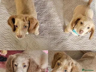 Miniature Dachshund dogs 🐾A rare pair of identical twins🐾 - Advert 8