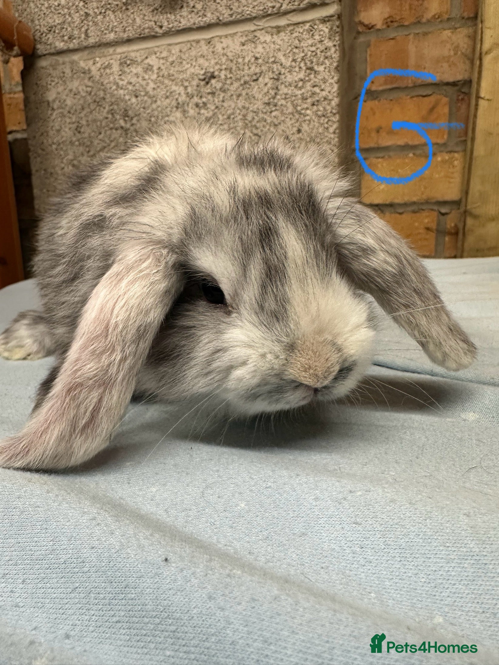 Mini Lop rabbits Mini Lop Rabbits For Sale  - Advert 9