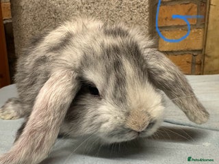 Mini Lop rabbits Mini Lop Rabbits For Sale - Advert 9