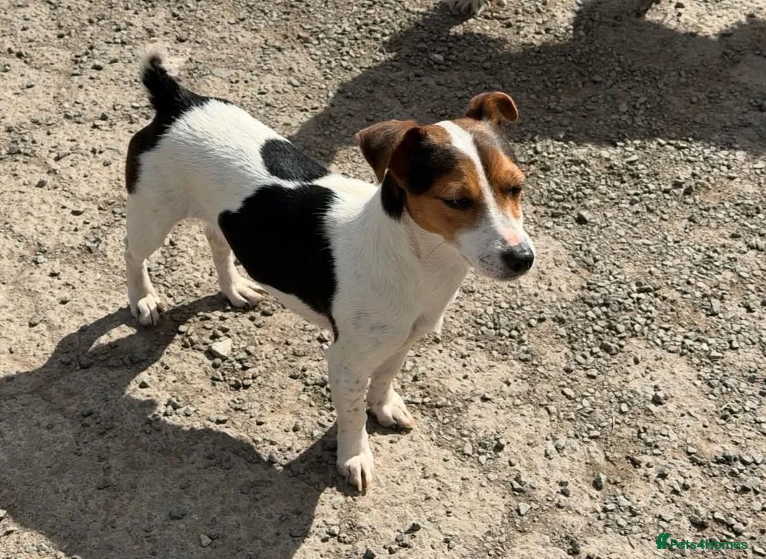 Patterjack dogs for sale: 🐾 Adorable Pattterjack Pups - Ready 1st July! 🐾 in Daventry - Advert 11