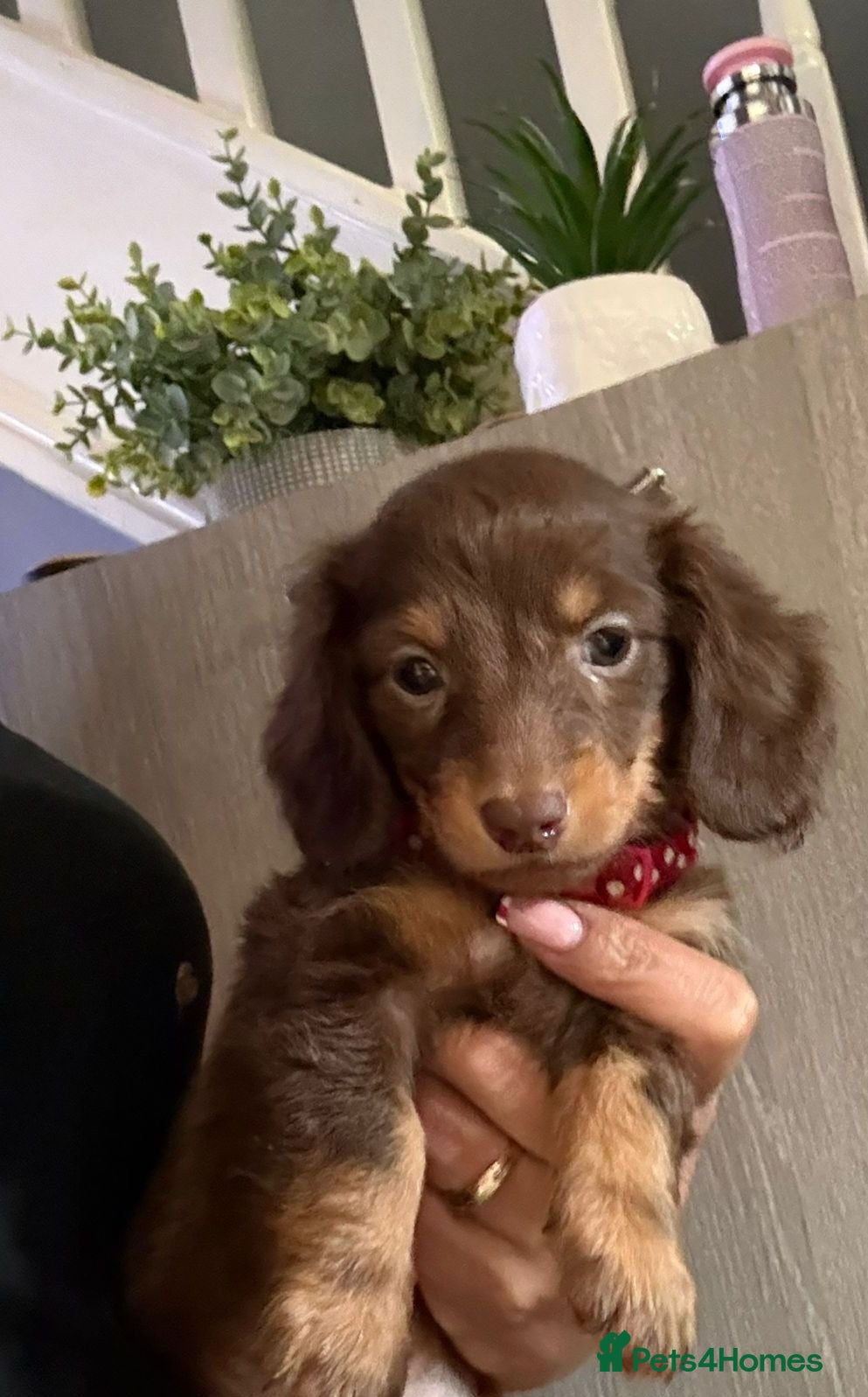 Dachshund dogs Long hair puppies only 2girl and 1 boy left 😍🥰 - Advert 4