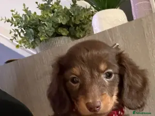 Dachshund dogs Long hair puppies only 2girl and 1 boy left 😍🥰 - Advert 4